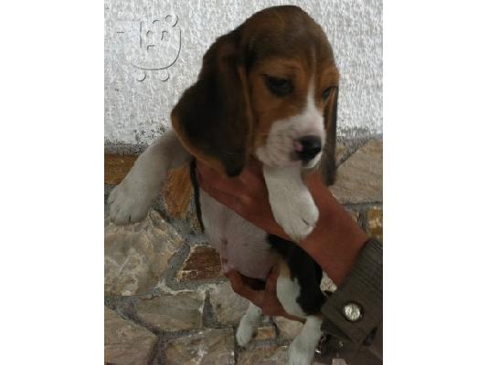 PoulaTo: Μπιγκλ Beagle 3 μηνών